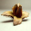 Seed shapes