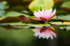 Water lily