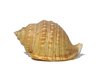 sea shell