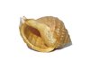sea shell