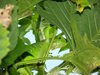 Iguana