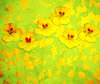 Nasturtium Abstract 4