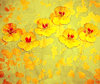 Nasturtium Abstract 6