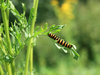 Striped caterpillar