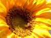 Sunflower and bee