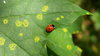 Seeing Spots?