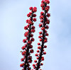 umbrella tree flowers