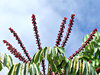 umbrella tree flowers
