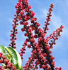 umbrella tree flowers