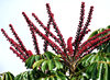 umbrella tree flowers