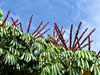 umbrella tree flowers