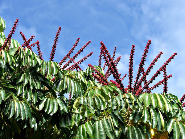 Queensland Umbrella Tree