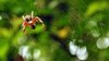 Spider feeding