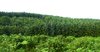 English moors 3