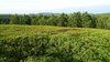 English moors 1