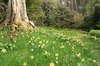 Daffodil wood