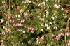 Flowering bush