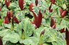 Red foliage