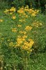 Wild ragwort flowers