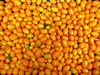 kumqat colour