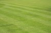 Lawn