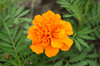 Orange flowers