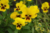 Yellow pansies