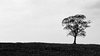 Lyme Park Tree Silhouette