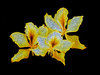 Golden Bauhinias 1