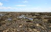 Rockpools and shellfish