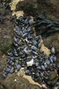 Mussels