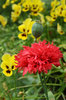Red flower