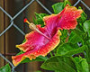 Hibiscus