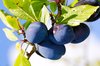 Ripe plums