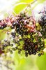 Currants