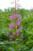 Purple flowers