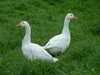 Two Geese