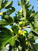 fig tree