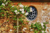 Oval window