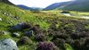 Braw 1