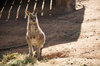 mammal