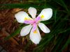Flower 2