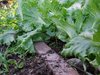 Lettuce