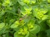 Crane fly