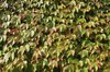Ivy background