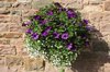 Hanging basket