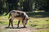 mammal