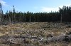Forest clearing
