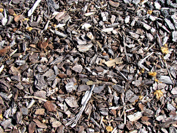 chip of the old block: ground covered with wood chips