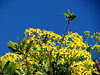 gold, green & blue